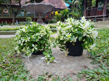 Kribo Varigata yeşil bir saksıda asılı süs bitkisi