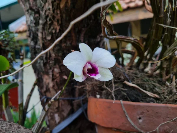 Orchid plants in red white color in hanging pots