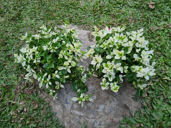 Kribo Varigata Ornamental Plant Green Hanging Pot — Stock Photo, Image