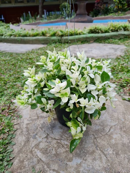 Kribo Varigata Ornamental Plant Green Hanging Pot — стоковое фото