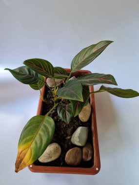 Dewi Sri ornamental plant, green leaves, red line combination