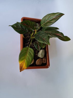 Dewi Sri ornamental plant, green leaves, red line combination