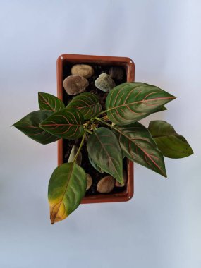 Dewi Sri ornamental plant, green leaves, red line combination