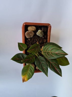 Dewi Sri ornamental plant, green leaves, red line combination