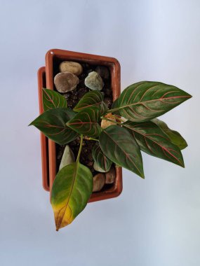 Dewi Sri ornamental plant, green leaves, red line combination