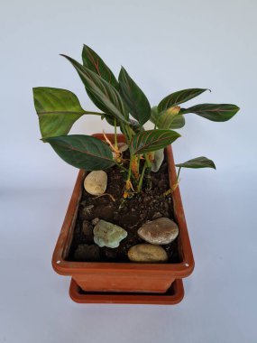 Dewi Sri ornamental plant, green leaves, red line combination