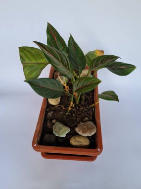 Dewi Sri ornamental plant, green leaves, red line combination