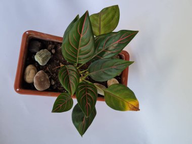 Dewi Sri ornamental plant, green leaves, red line combination
