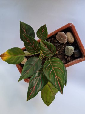 Dewi Sri ornamental plant, green leaves, red line combination