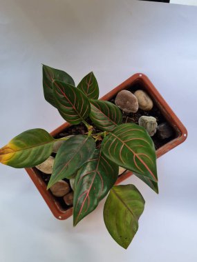 Dewi Sri ornamental plant, green leaves, red line combination