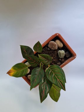 Dewi Sri ornamental plant, green leaves, red line combination