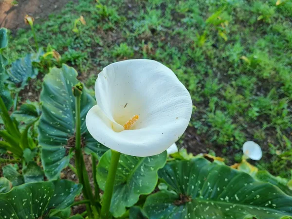 Калла Лилии Красивые Белые Середине Желтый Цвет — стоковое фото