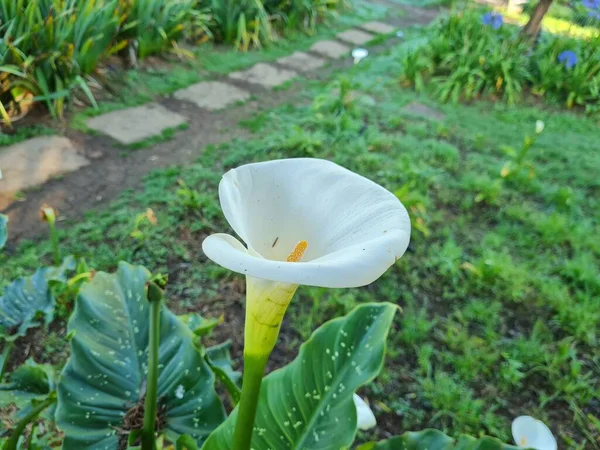 Calla Lilies Beautiful White Middle Yellow Color — 图库照片