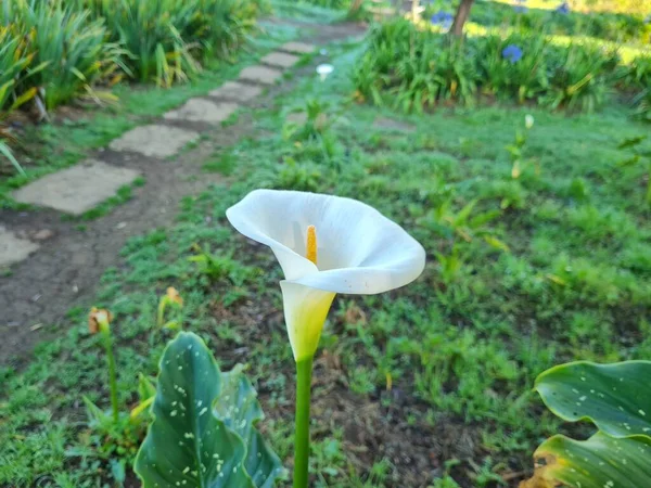 Calla Lilies Beautiful White Middle Yellow Color — Zdjęcie stockowe