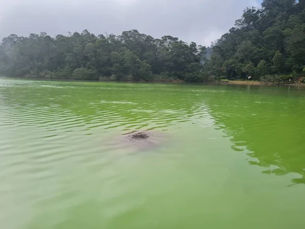 Natural Scenery Green Lake Surrounded Trees Fog — Fotografia de Stock