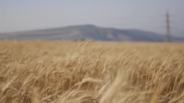 Rüzgarda Savrulan Buğday — Stok video