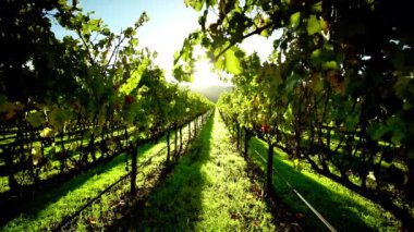 Napa Vadisi Üzüm bağı Sunset İzleme Çekimi