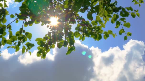自然の背景とのタイムラプス 青い空に緑の葉と雲の上に吹いて太陽が輝く — ストック動画