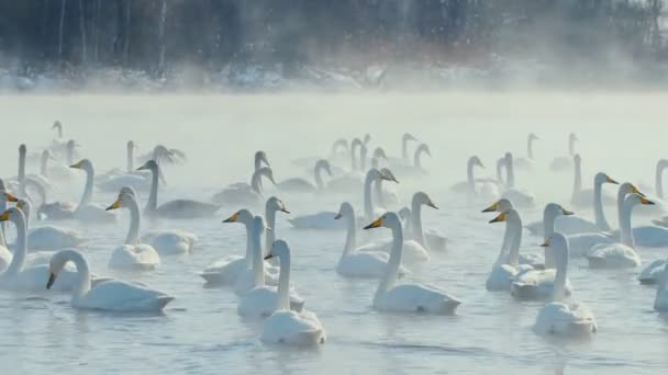 Cisne Família Inverno Lago — Vídeo de Stock