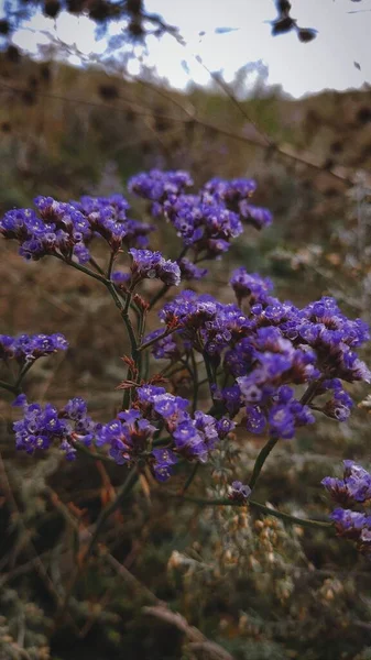 フォレスト内の野生の花 — ストック写真