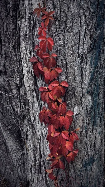 Branch Wild Grapes Tree — Stock Photo, Image