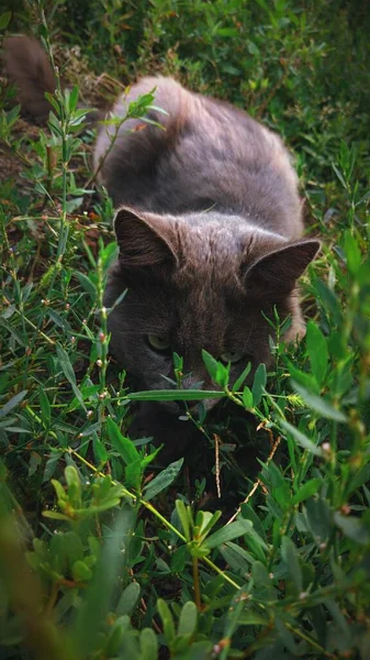 Hauskatze Gras — Stockfoto