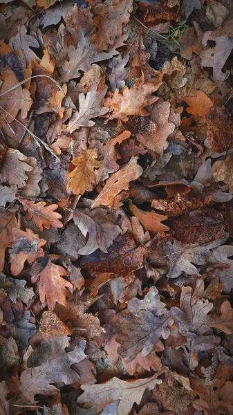 Fallen Leaves Autumn Forest — Stock Photo, Image