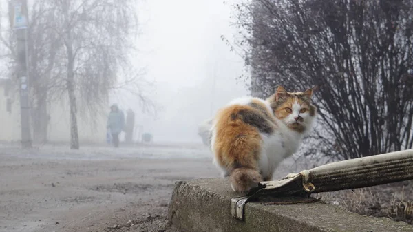 Köydeki Tüylü Kedi — Stok fotoğraf