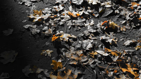 森の中の地面に葉 — ストック写真