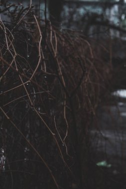Branches of grapes on the fence