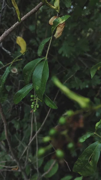 Branch Unripe Berries Forest —  Fotos de Stock