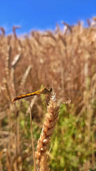 Dragonfly Пшеничному Вусі — стокове фото