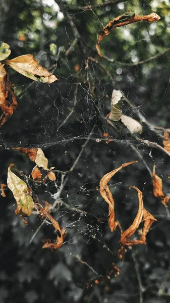 Gedroogde Bladeren Een Spinnenweb — Stockfoto