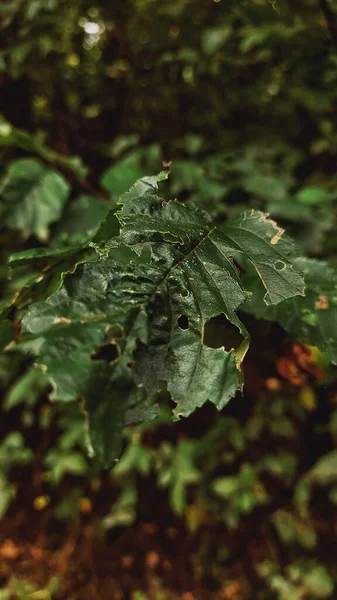 Вмираючий Лист Дерева Лісі — стокове фото