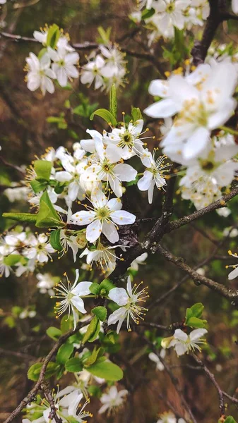 Άνθη Οπωροφόρων Δέντρων Την Άνοιξη — Φωτογραφία Αρχείου