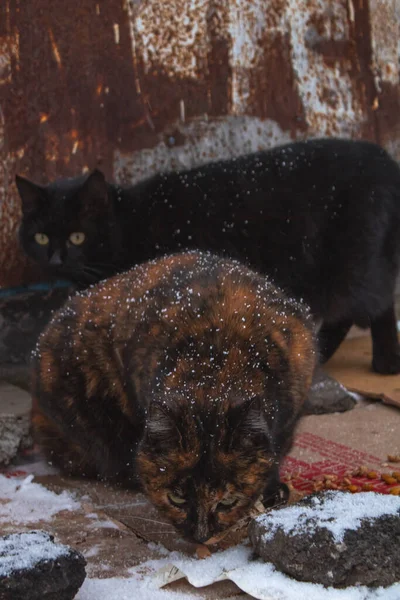 Street Cats Eat Snow —  Fotos de Stock