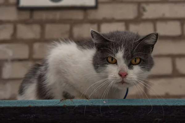 Gato Está Sentado Calle — Foto de Stock