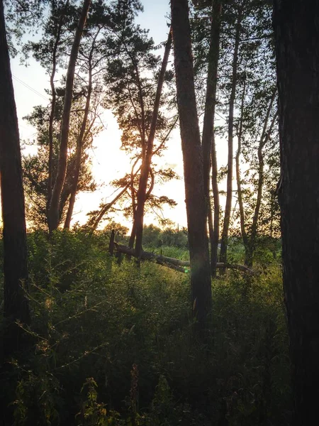 Sunset in the summer forest