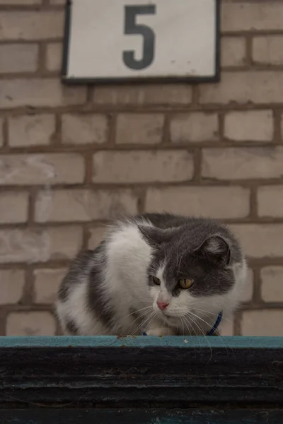 Kedi Trafonun Üzerinde Oturuyor — Stok fotoğraf