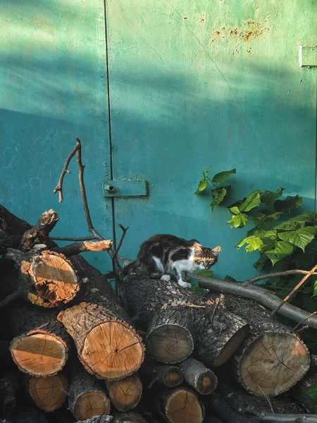 Village Cat Sits Logs — Stock fotografie