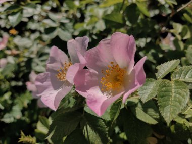 Bir çalılıkta iki çiçek