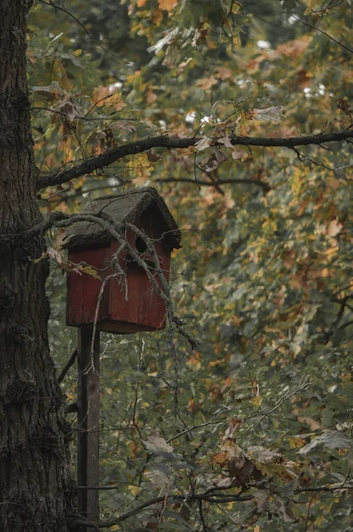 Дом Птица Осеннем Лесу Дереве — стоковое фото