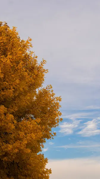 Осіннє Дерево Фоні Хмарного Неба — стокове фото