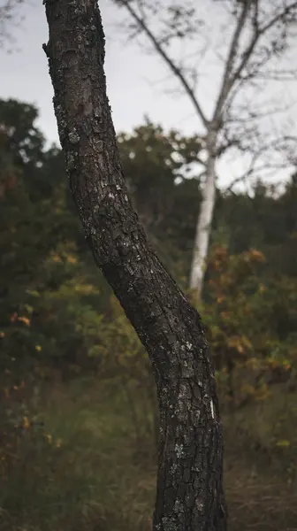 森の中の木の冠 — ストック写真