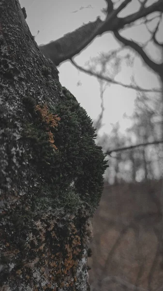 Mossen Een Boom Een Bewolkte Dag — Stockfoto