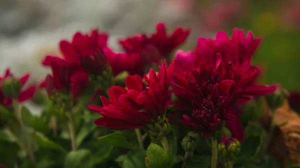 Rode Bloemen Een Bloembed Macro — Stockfoto