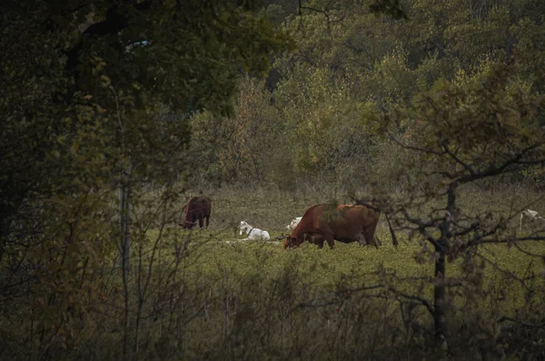 Les Animaux Ruraux Pâturent Dans Forêt — Photo