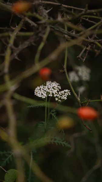 茂みの中の小さな白い花 — ストック写真