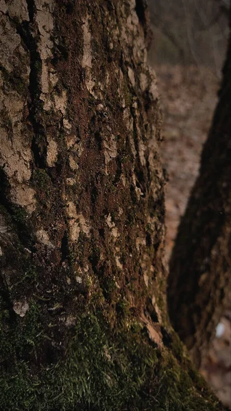 秋の森の木の樹皮 — ストック写真