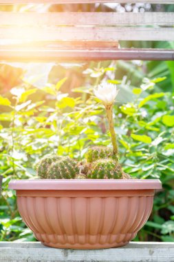 Kaktüs çeşitliliği ve sulu kavramlar. Kaktüsün beyaz çiçeği bir dükkandaki ahşap bir rafta çiçek açıyor ve büyüyor. Ev ya da ofis için küçük bir bitki. 